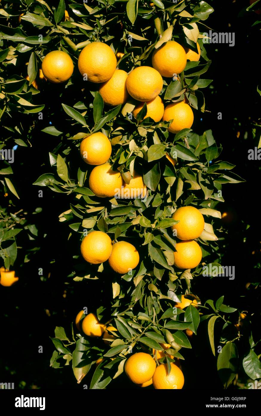 Orange `Valencia' (Citrus sinensis) FRU087143 Stock Photo Alamy